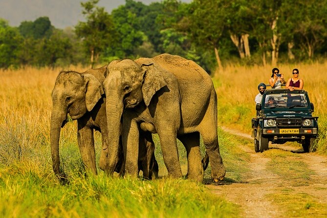 Elephant Herd