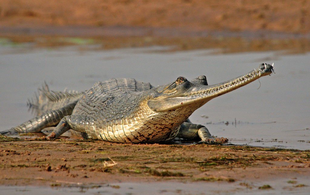 Gharial