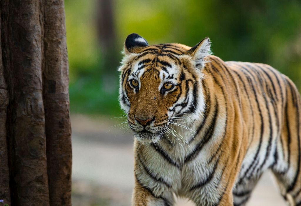 Bengal Tiger Jim Corbett