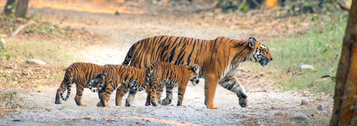 Tigress