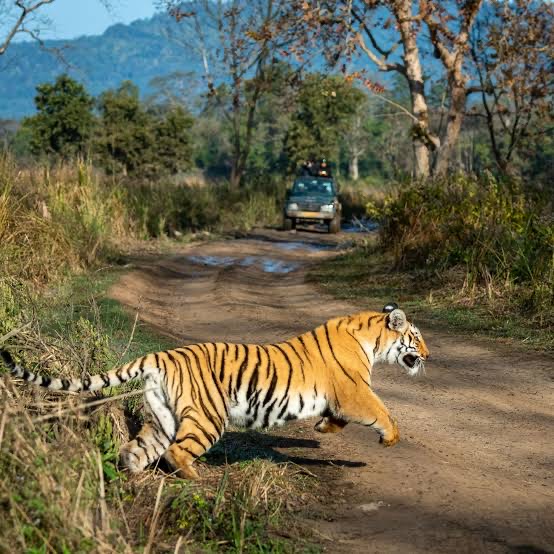 Tiger Crossing
