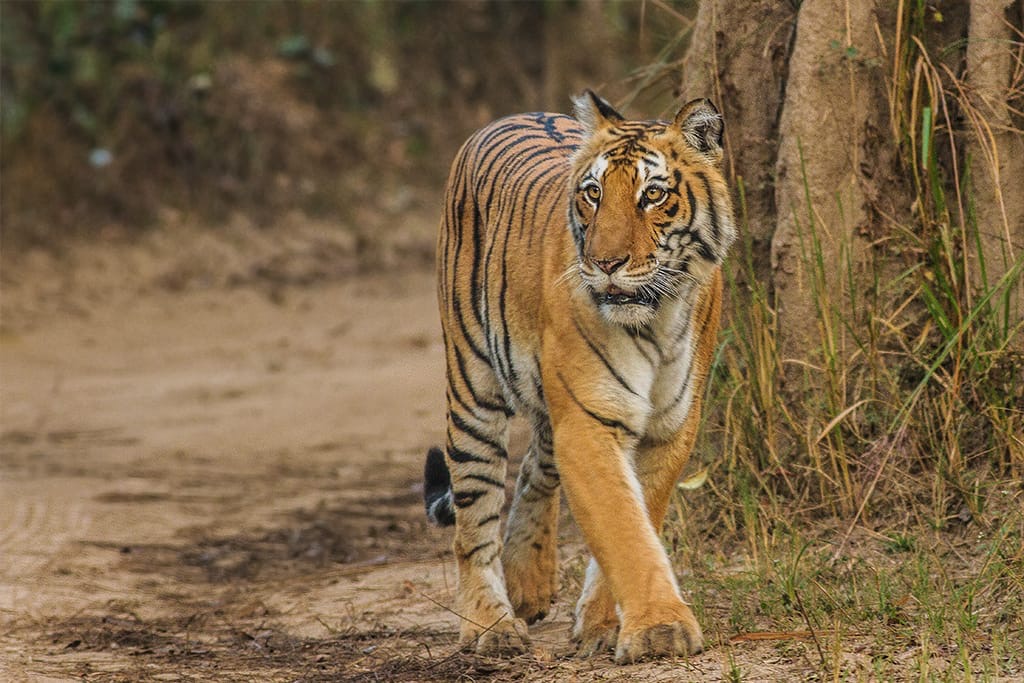 Tiger
